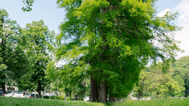 Uriage Paysage Parcs et Forêt Marie El Hajal